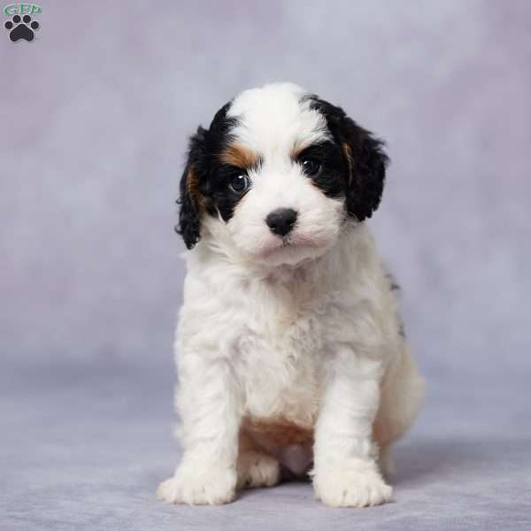 Atlas, Cavapoo Puppy